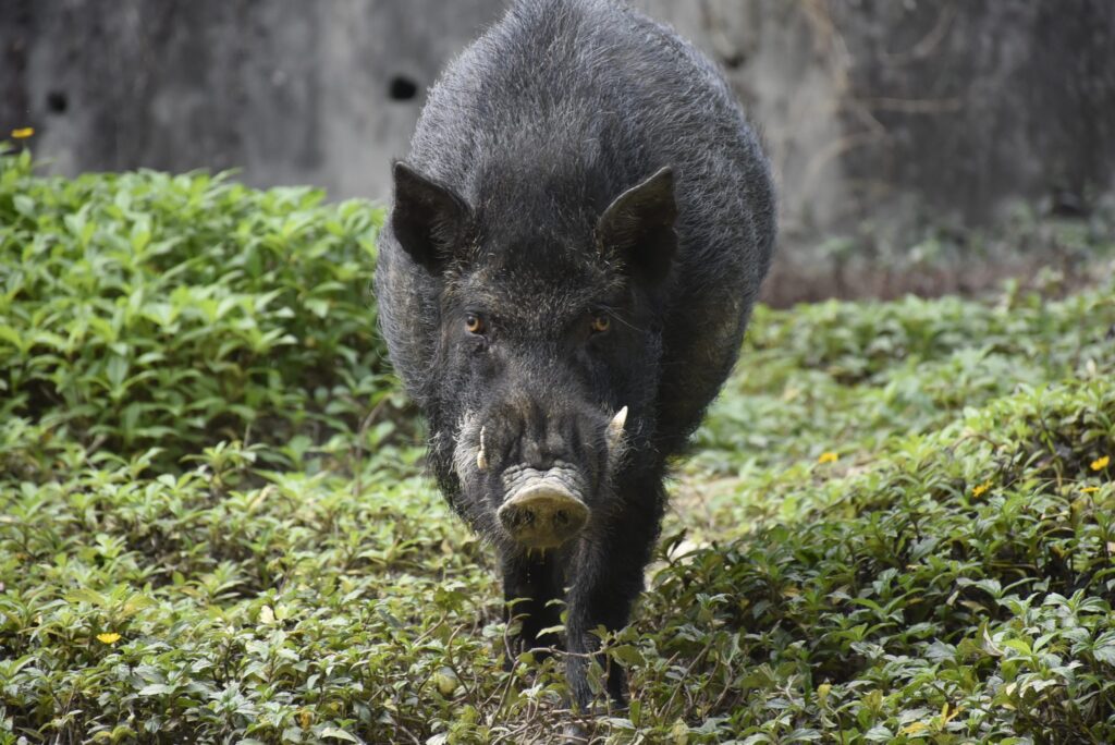 壽山動物園慶新春最末波 「動物界的好鼻師-台灣野豬」邀您挑戰拿好禮。圖/觀光局提供