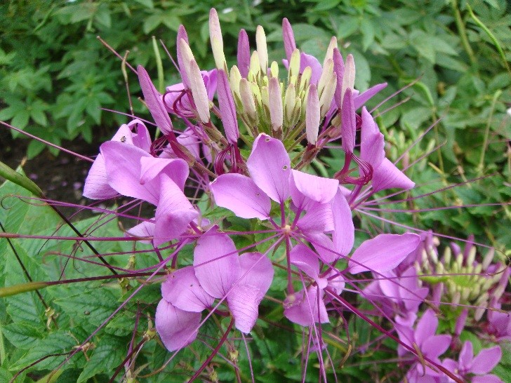 醉蝶花，花瓣輕盈飄逸，盛開時似蝴蝶飛舞。(記者陳盈吉翻攝)