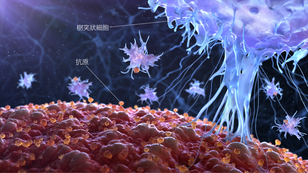 CBM引發樹突狀細胞產生一系列免疫反應，進而產生Treg