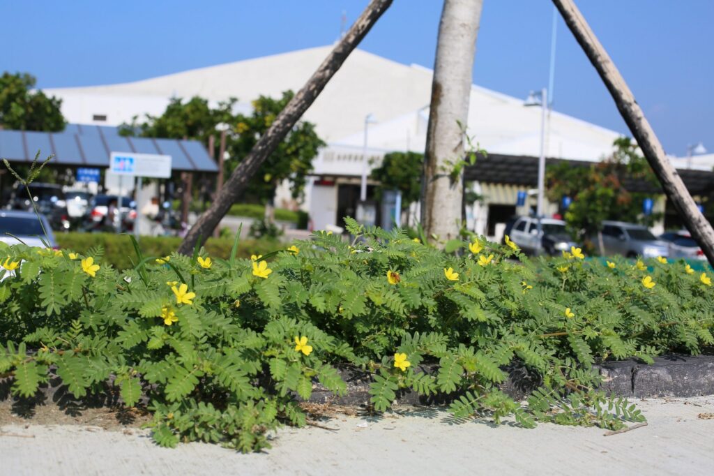 台江學園適合多樣原生植物生長，圖為臺灣蒺藜