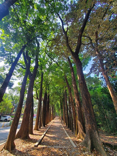 新威森林公園 桃花心木步道