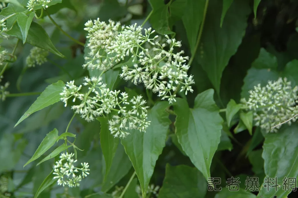 小花蔓澤蘭對抗小黑蚊-綠癌變綠金