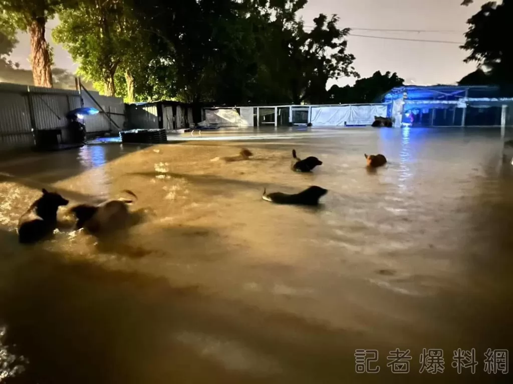 香港「黑色暴雨」災情慘-「貓狗之家」狗狗慘成「落湯狗」