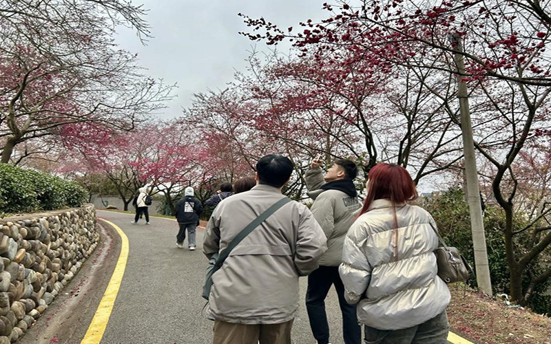 ▲台灣客青們漫步於櫻花園中，被眼前的美景所震撼。（相片來源/主辦方提供）